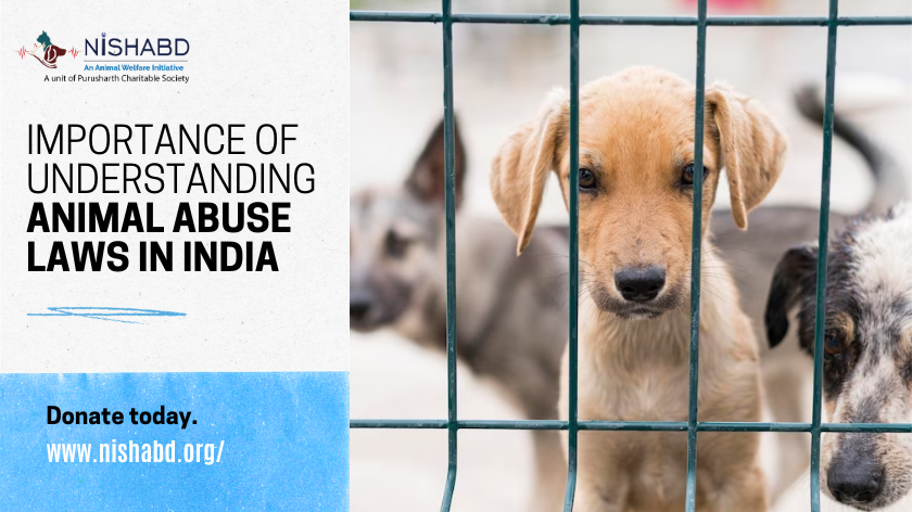 importance-of-understanding-animal-abuse-laws-in-india-nishabd