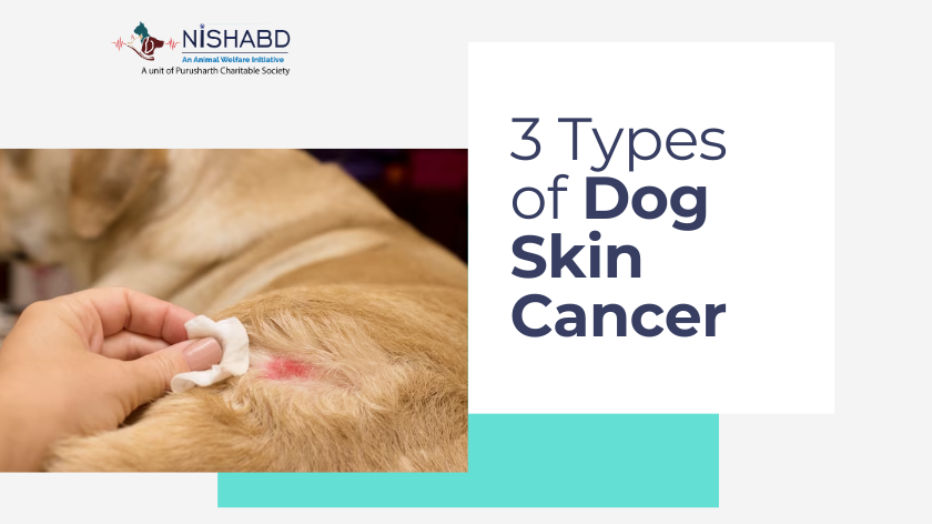 Dog Skin Cancer