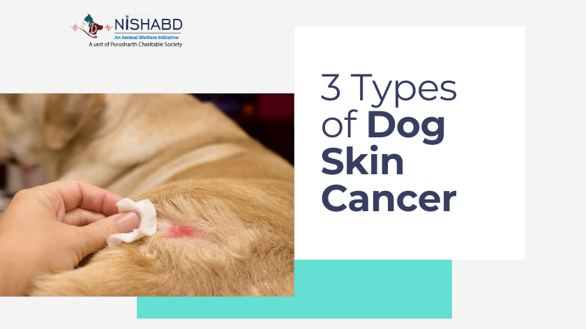 Dog Skin Cancer: Signs Symptoms Petfolk Petfolk, 58% OFF