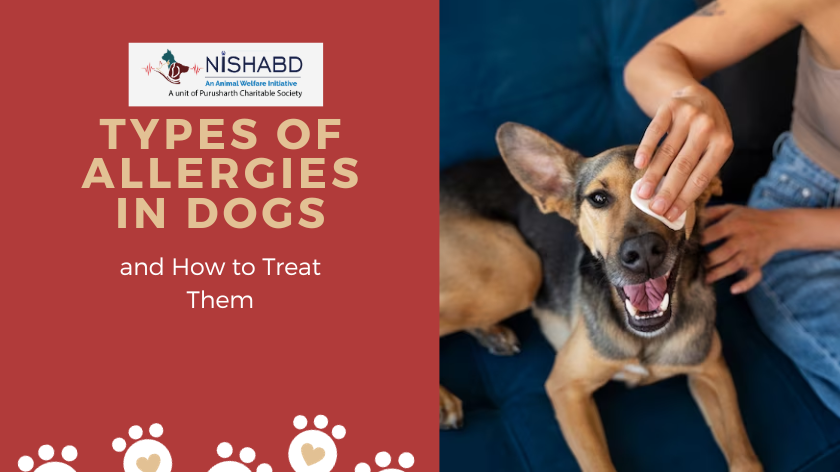 Types of Allergies in Dogs and How to Treat Them | Nishabd