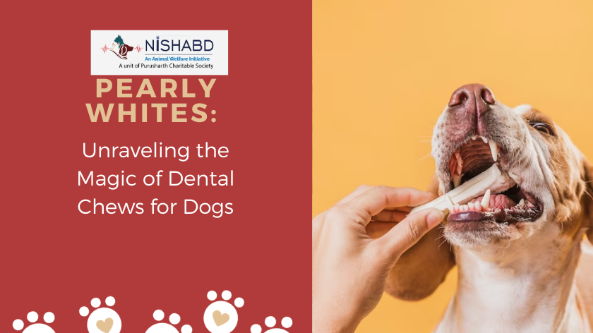 Dental Chews for Dogs