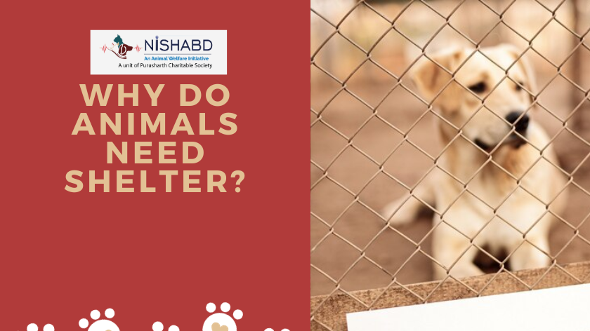 Animals Need Shelter