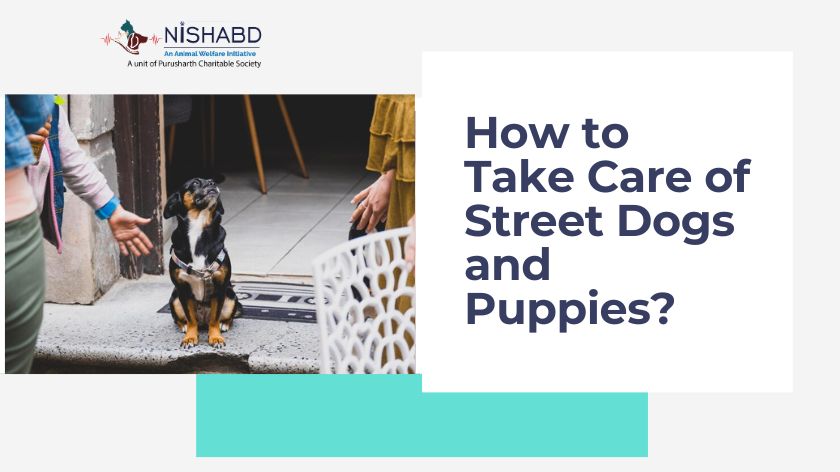 Street Dogs care