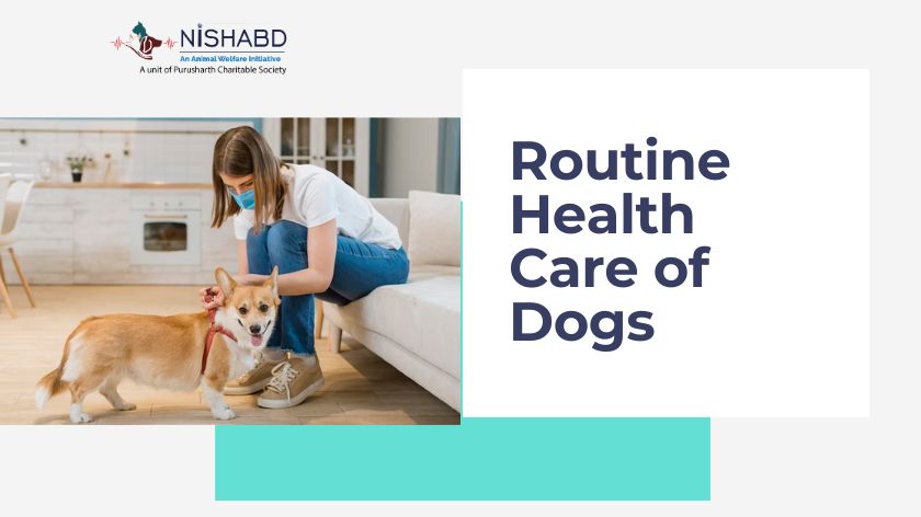 dog health care