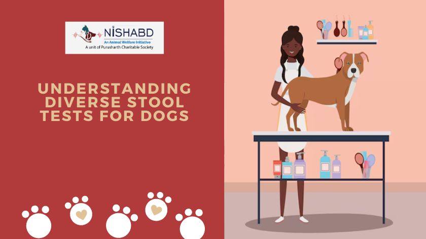 Stool Tests for Dogs