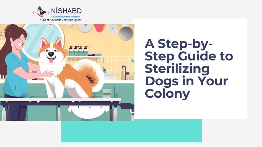 Sterilization of Dogs