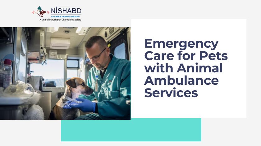Animal Ambulance