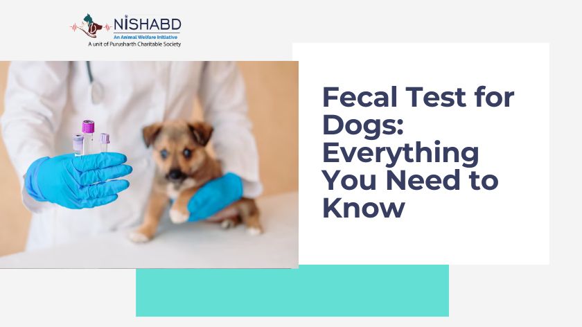 Fecal Test for dog