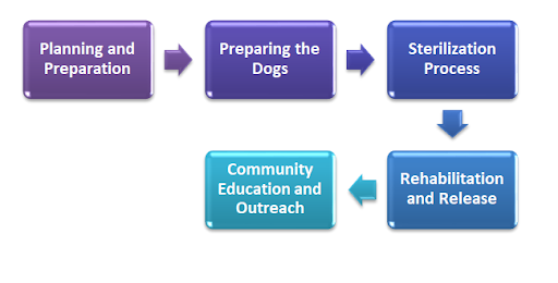 Sterilization process of dogs