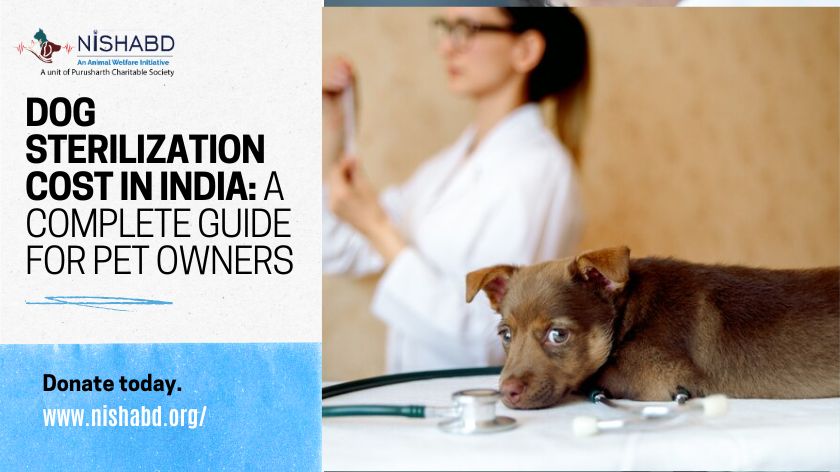 Dog Sterilization Cost