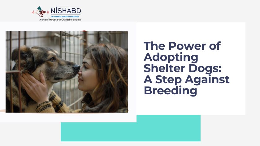 Adopting Shelter Dogs