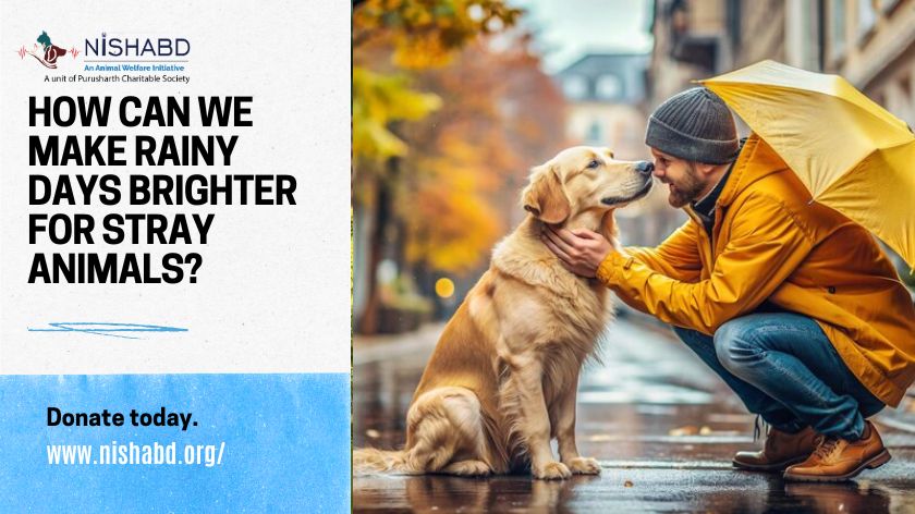 How Can We Make Rainy Days Brighter for Stray Animals?