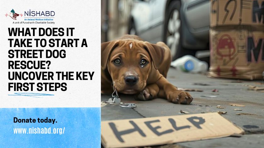 What Does It Take To Start a Street Dog Rescue? Uncover the Key First Steps