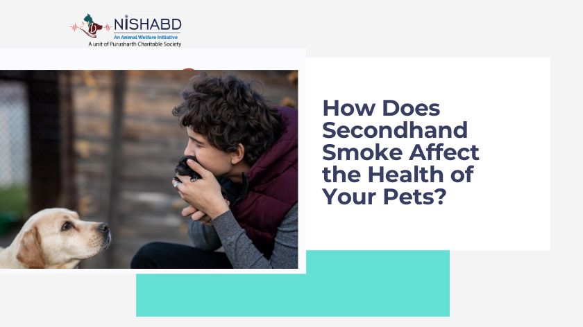 How Does Secondhand Smoke Affect the Health of Your Pets?