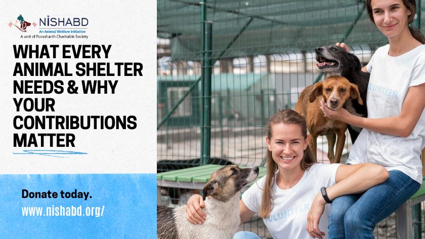 What Every Animal Shelter Needs & Why Your Contributions Matter