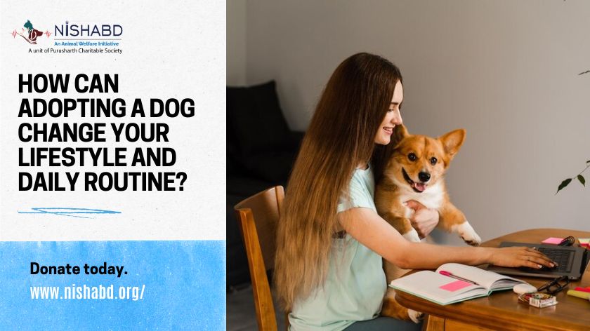 How can adopting a dog change your lifestyle and daily routine?