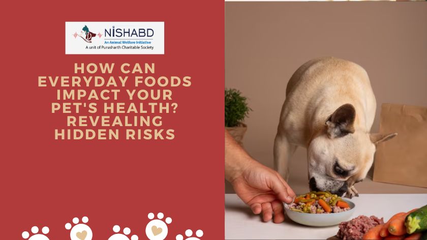 How can Everyday Foods Impact your Pet's Health?