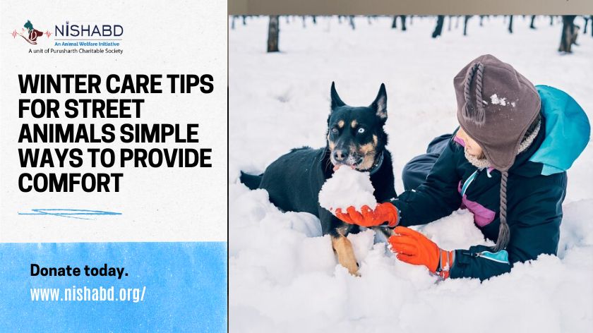 Winter care tips for street animals Simple ways to provide comfort