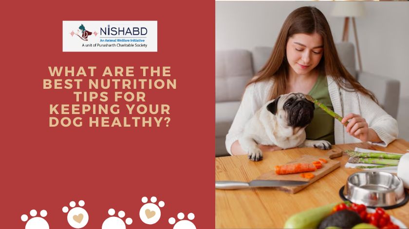 What Are the Best Nutrition Tips for Keeping Your Dog Healthy?