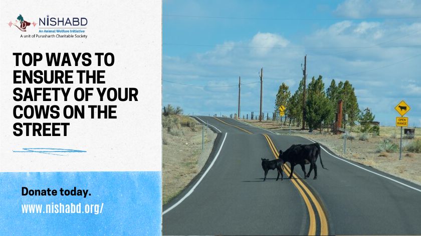 Top Ways to Ensure the Safety of Your Cows on the Street