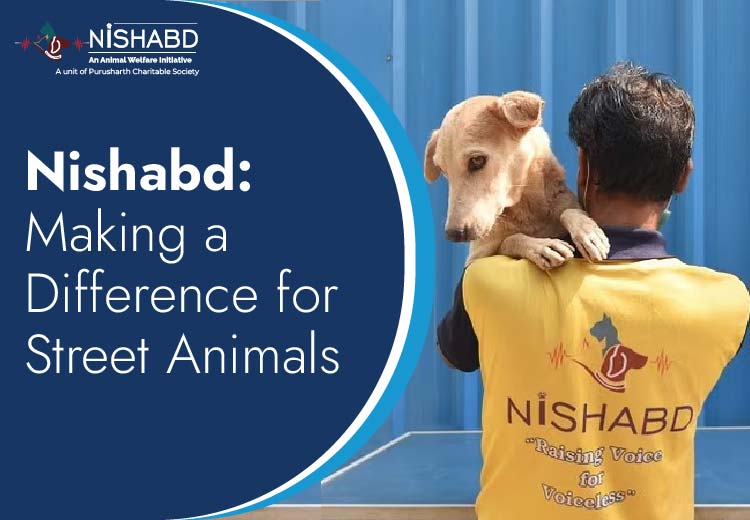 Street Animals The Power of Online Donation