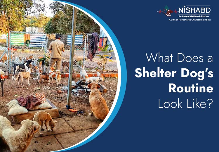 shelter service in noida