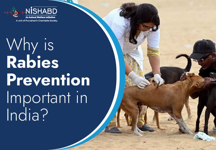 Why is Rabies Prevention Important in India