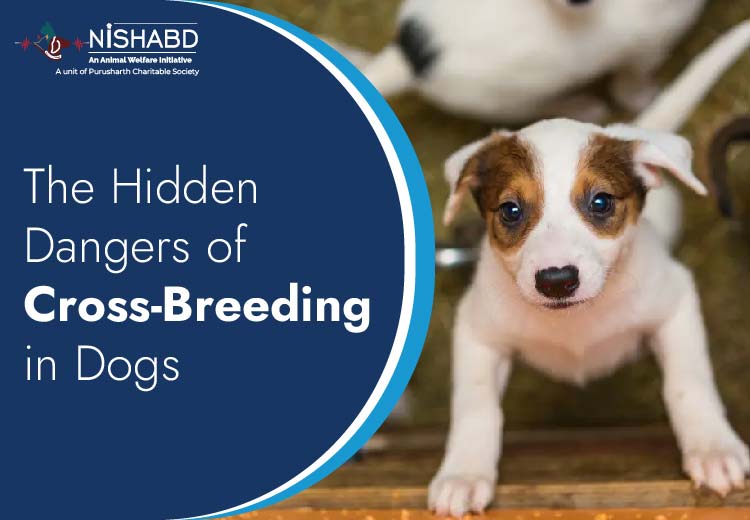 what is cross breeding