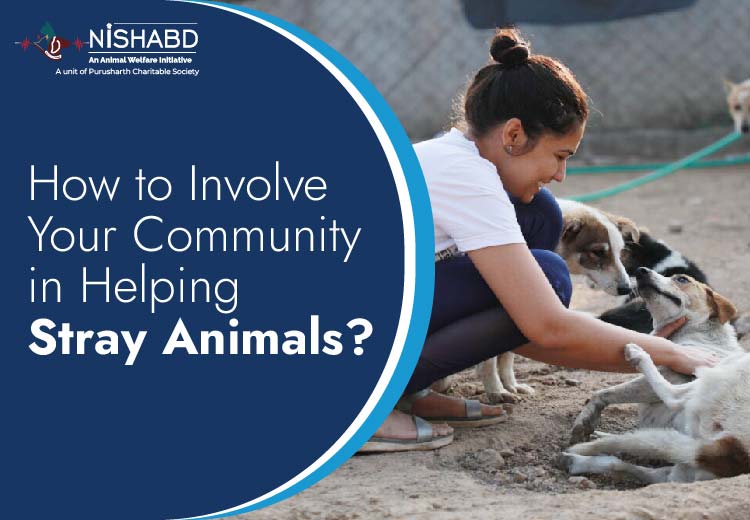 animal ngo in noida