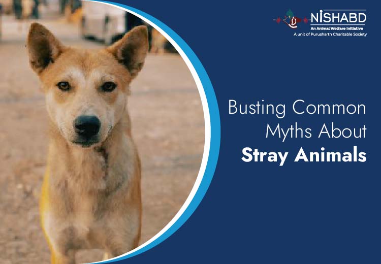 Busting Common Myths About Stray Animals What You Didn’t Know!