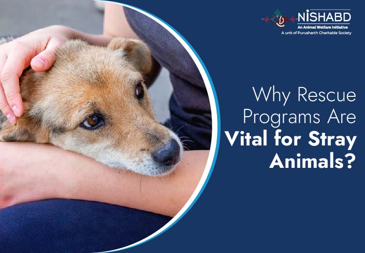 Stray animal rescue