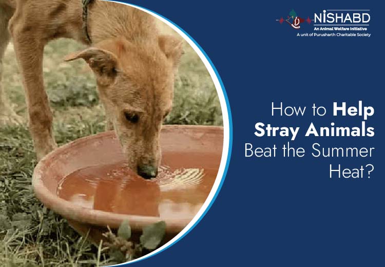 Help animals in summer
