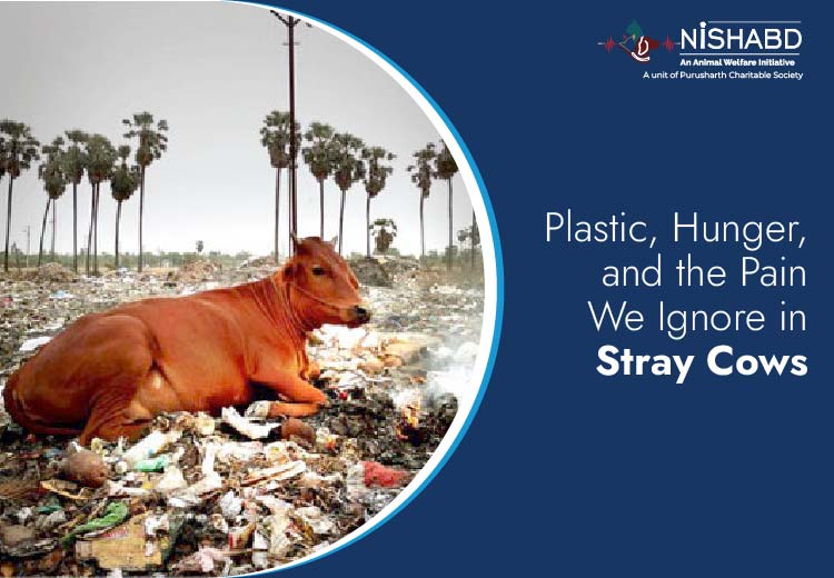Plastic, Hunger, and the Pain We Ignore in Stray Cows