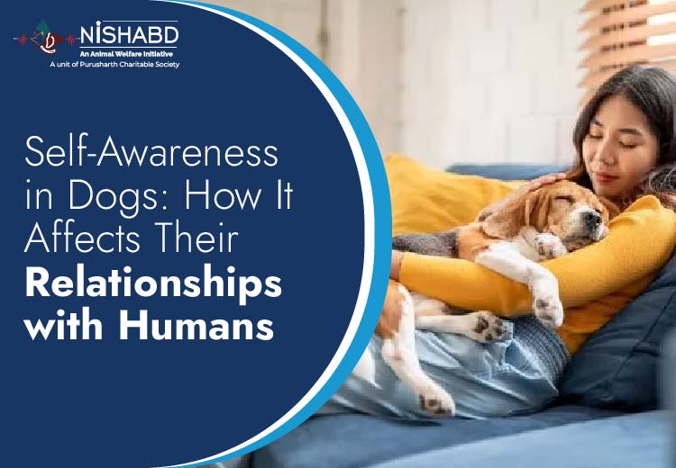 Self-Awareness in Dogs How It Affects Their Human Relationships