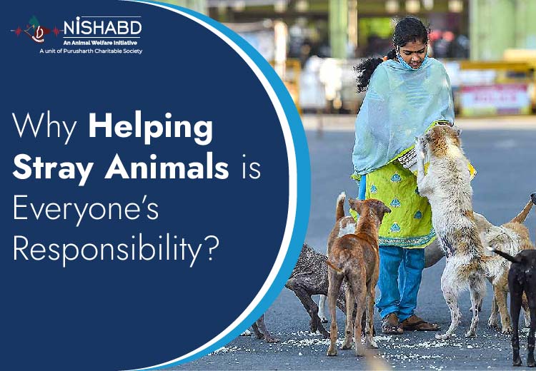 how to help stray animals