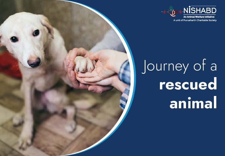 animal rescue