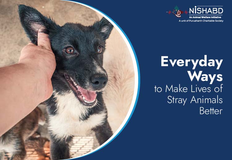 how to help stray animals