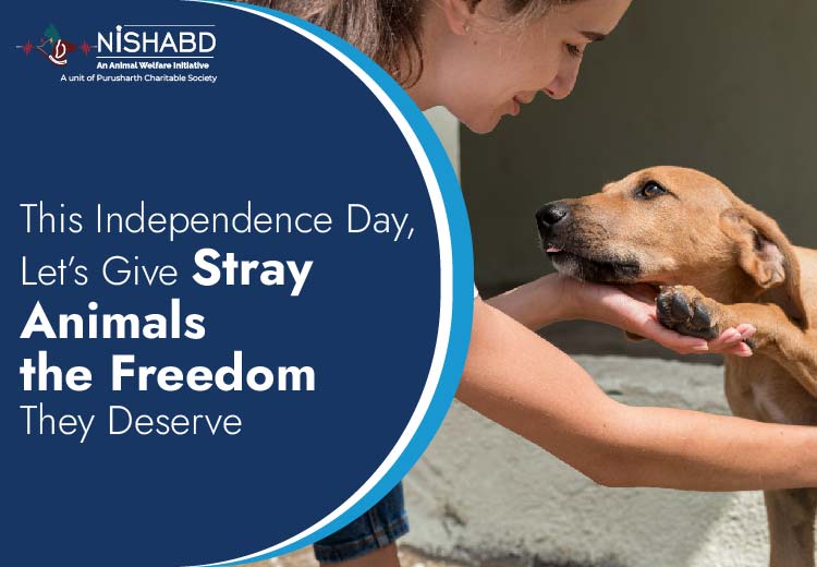 Let’s Give Stray Animals the Freedom They Deserve