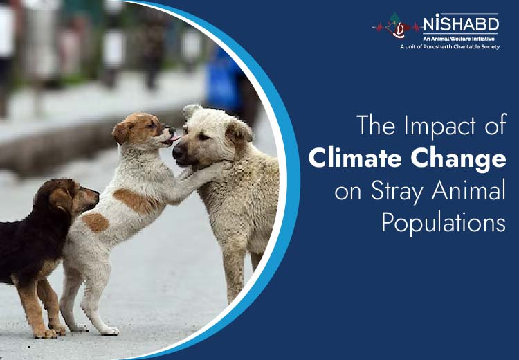 Climate Change on Stray Animal Populations
