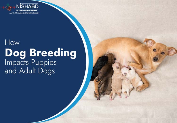 what is cross breeding
