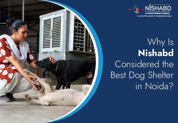 Best dog shelter in noida