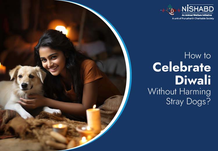 safe diwali for animals