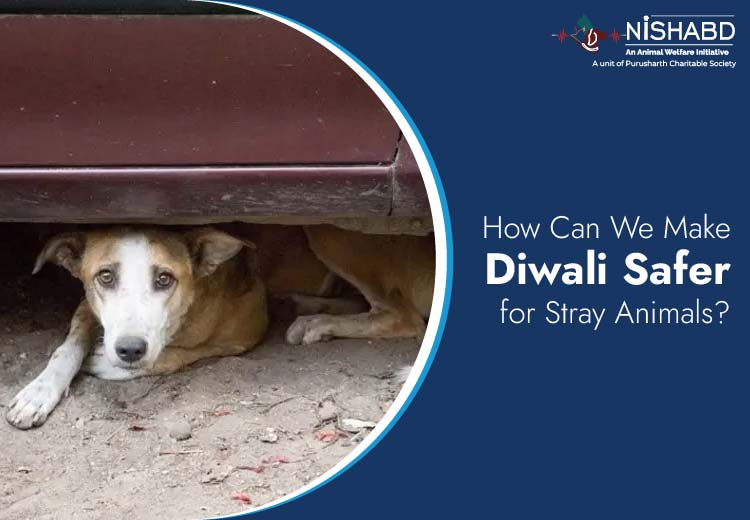 Safe Diwali for Stray Animals