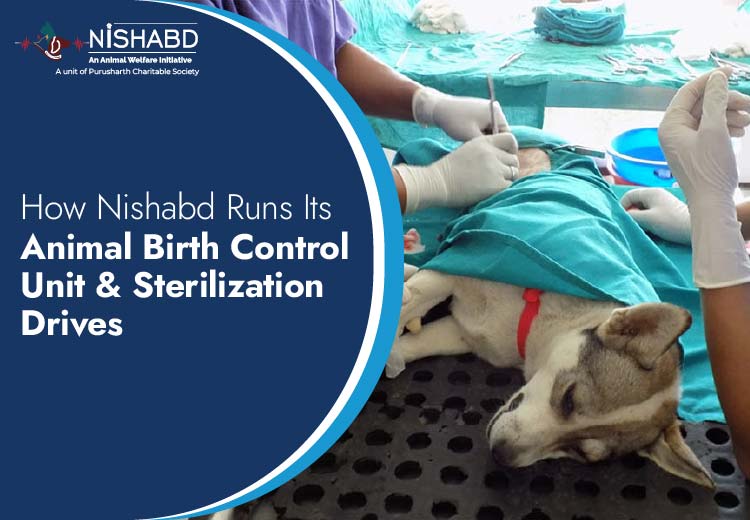 Animal Birth Control