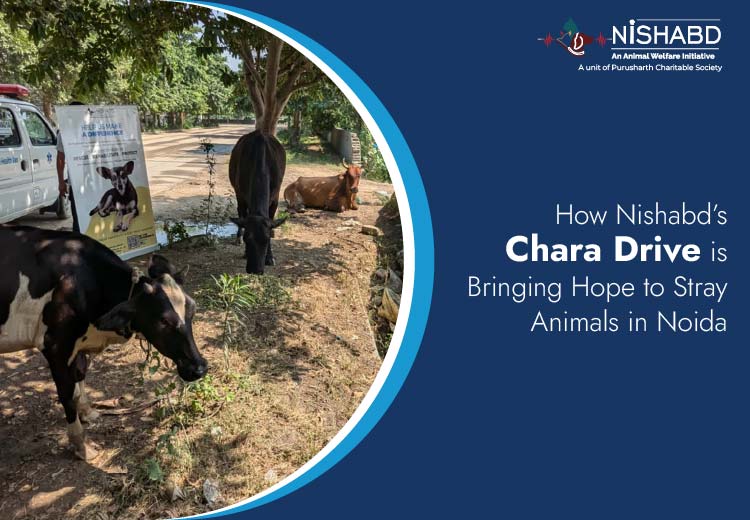 dog shelter in noida