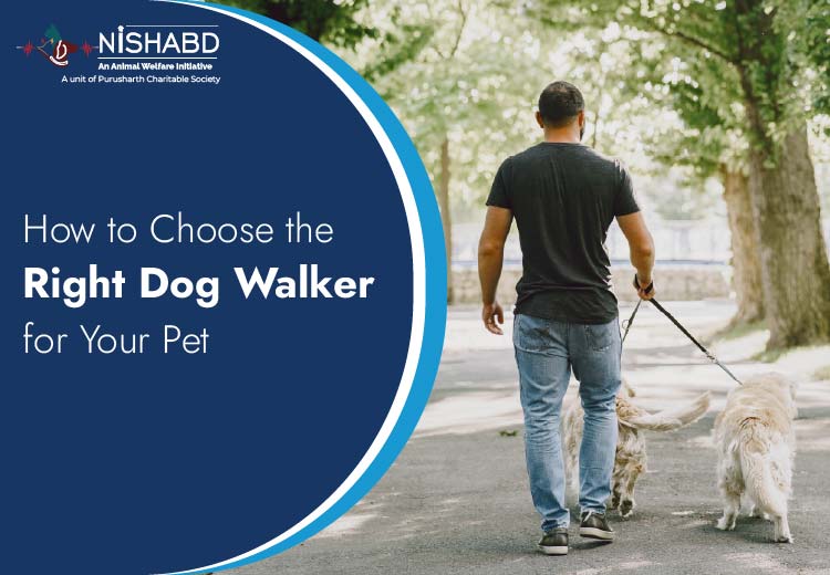 signs of a good dog walker