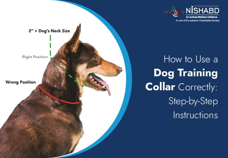 How to Use a Dog Training Collar Correctly