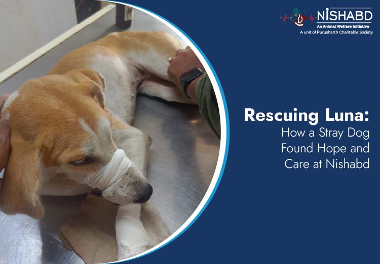 how to rescue a stray dog