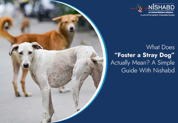 foster homes for dog