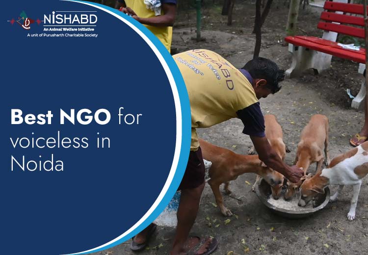 Ngo for voiceless in noida